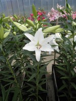 [1831 WhiteExpress No02.JPG]